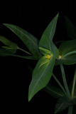 Euphorbia lathyris RCP05-07 049.jpg